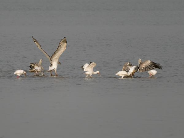 <h3><a href="/trips/gambia/biota/animalia/chordata/aves/015 pelecaniformes/005 pelecanidae/pelecanus rufescens/pelecanus rufescens-nl.html">Pelecanus&nbsp;rufescens</a> / Pink‑backed&nbsp;pelican / Kleine&nbsp;pelikaan</h3>OM-1 Mark II met OLYMPUS M.150-400mm F4.5, 1/2000 sec  bij F4.5, ISO 640, afstand 227&nbsp;m